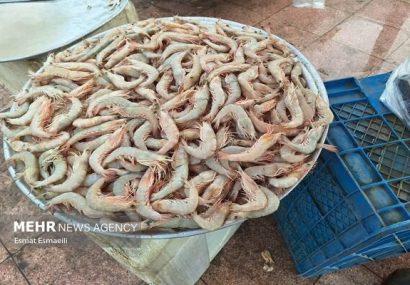 صدور موافقت اصولی ۱۰ هزار هکتار اراضی پرورش میگو در خوزستان