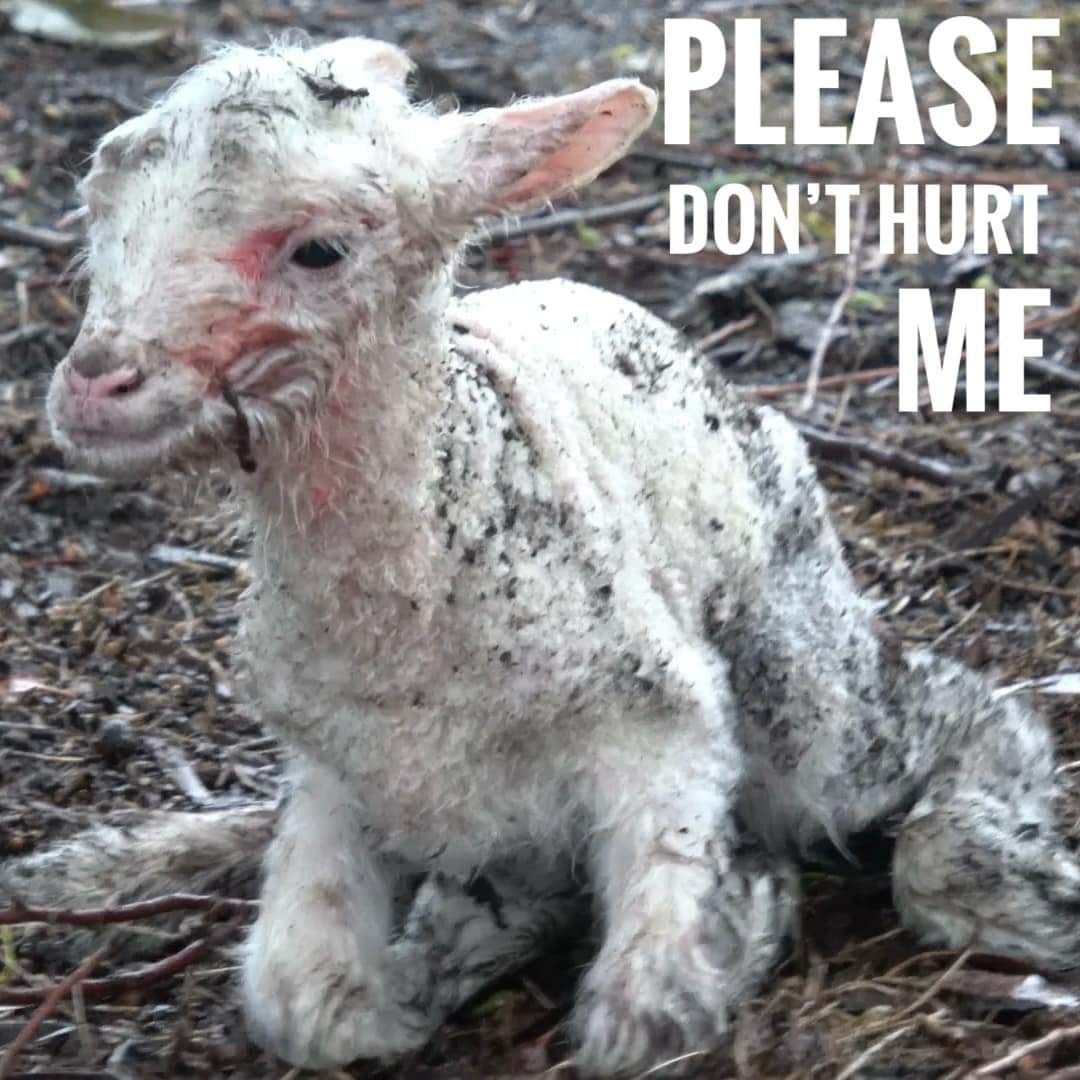 Factory Farms Cruelty
