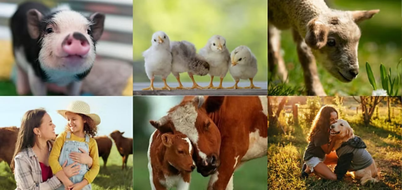 https://cruelty.farm